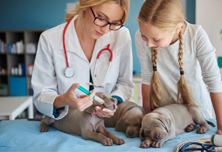 Miami Welfare Animal Clinic: The Top Emergency & Urgent Care Veterinary Clinic in Westchester and Miami