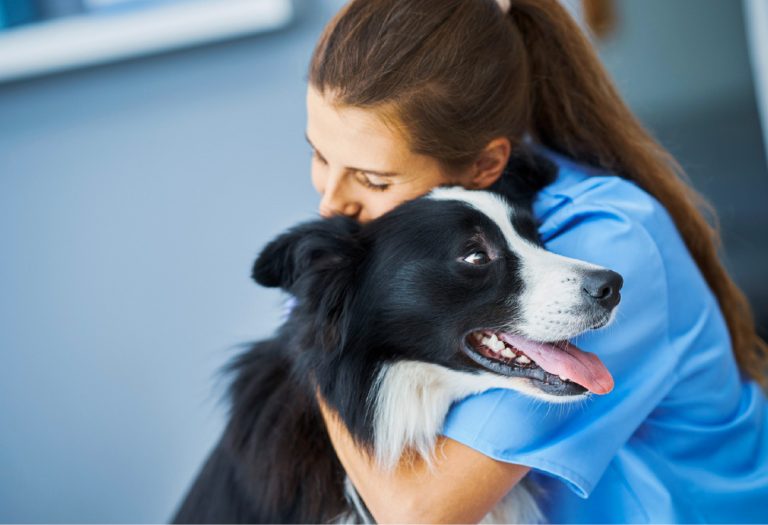 The Importance of Routine Checkups and Preventive Care for Dogs, Cats, and Exotic Pets